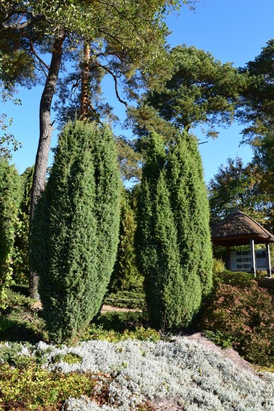 PIKKUPILARIKATAJA Juniperus communis Columnaris Pilarikatajat ovat ainavihantia, hidaskasvuisia havukasveja.
