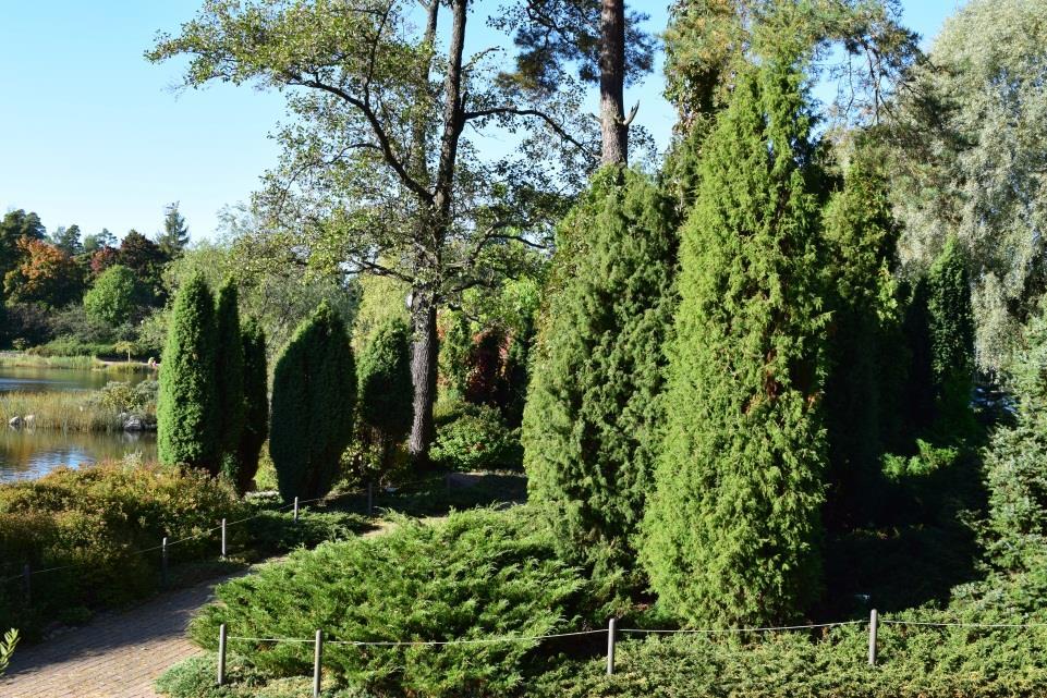 Kasvupaikan tulee ehdottomasti oltava valoisa, sillä katajan neulaset ruskettuvat helposti varjoisassa paikassa.