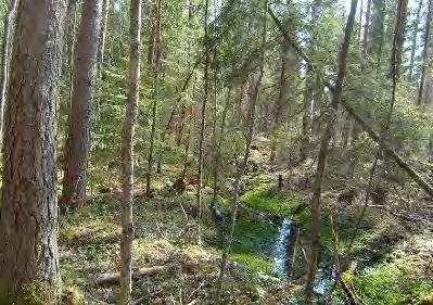 männikköä, jota on vastikään