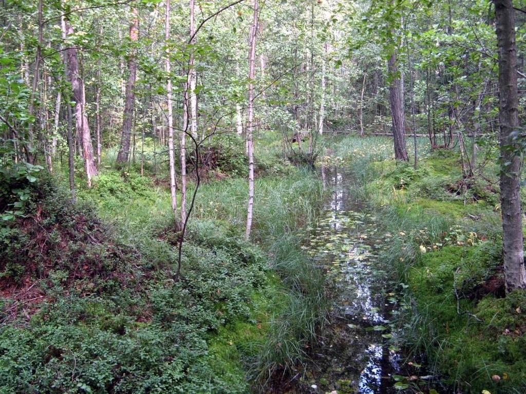 Kruunvuorenrannan luontoselvityksen täydennys Osa-alue 7 Varttunutta männikköä kasvava alue, jonka länsireunassa on kaksi viitisen metriä korkeaa avokallioharjannetta.