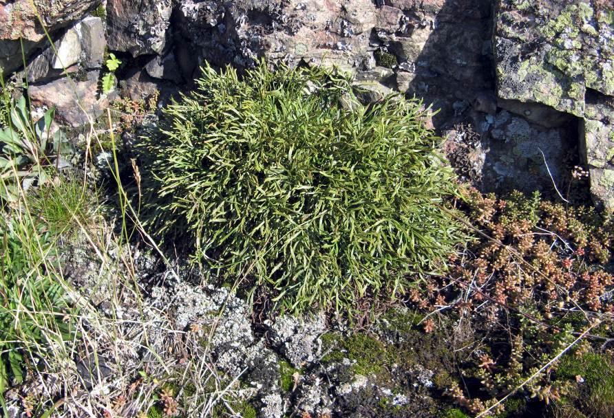 Kruunvuorenrannan luontoselvityksen täydennys Kuva 9. Liuskaraunioinen (keskellä) ja valkomaksaruoho (punaiset versot oikealla) Shellin alueen kalliolla.