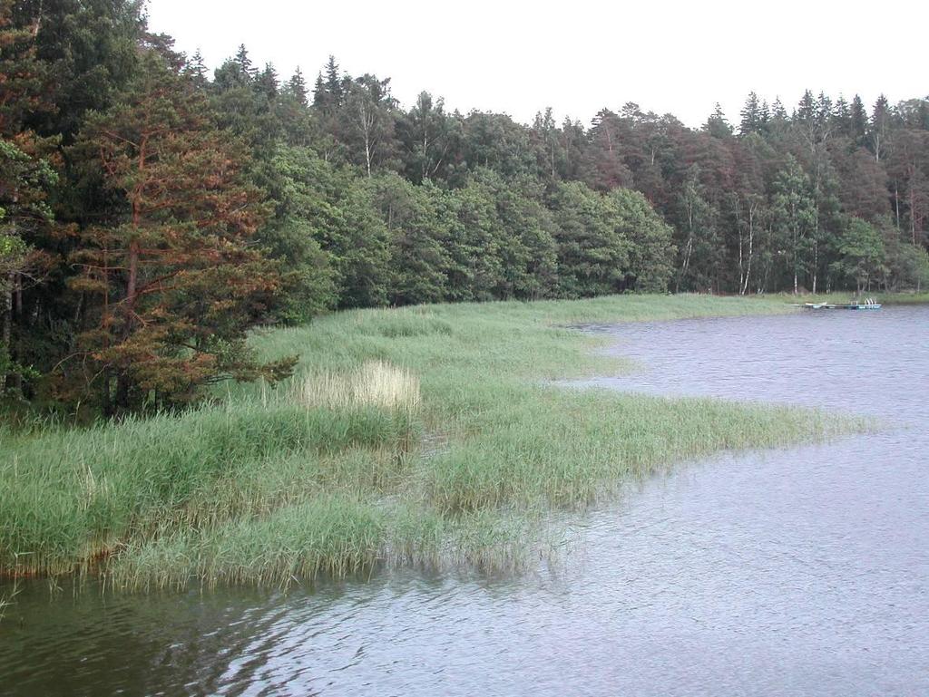 Kruunuvuorenrannan luontoselvitys Rantametsä on pääosin männikköä, jossa kasvaa tiheä pihlaja-alikasvos. Osa männyistä on järeitä. Rantaviivan tuntumassa kasvaa lehtipuustoa, etenkin tervaleppiä.