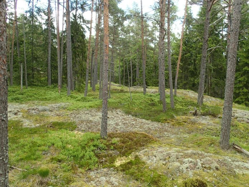 Missään en havainnut mitään muinaisjäännökseen viittaavaa muualla kuin pienen röykkiön alueen lounaispään eteläreunamilla.