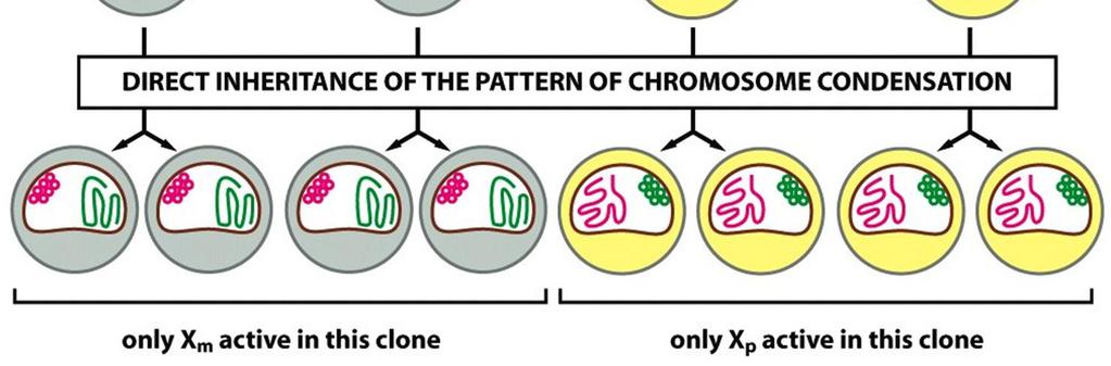 Biology of the