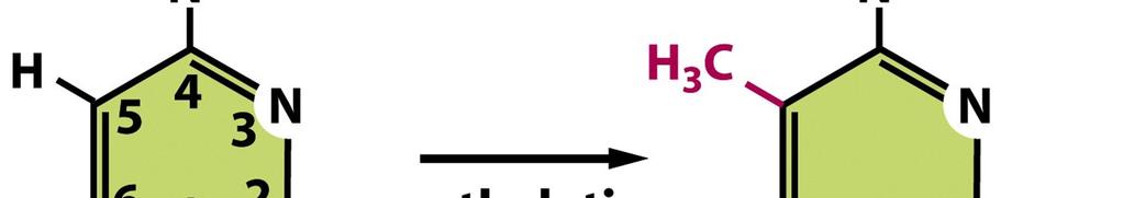 Figure 7-79 Molecular Biology of