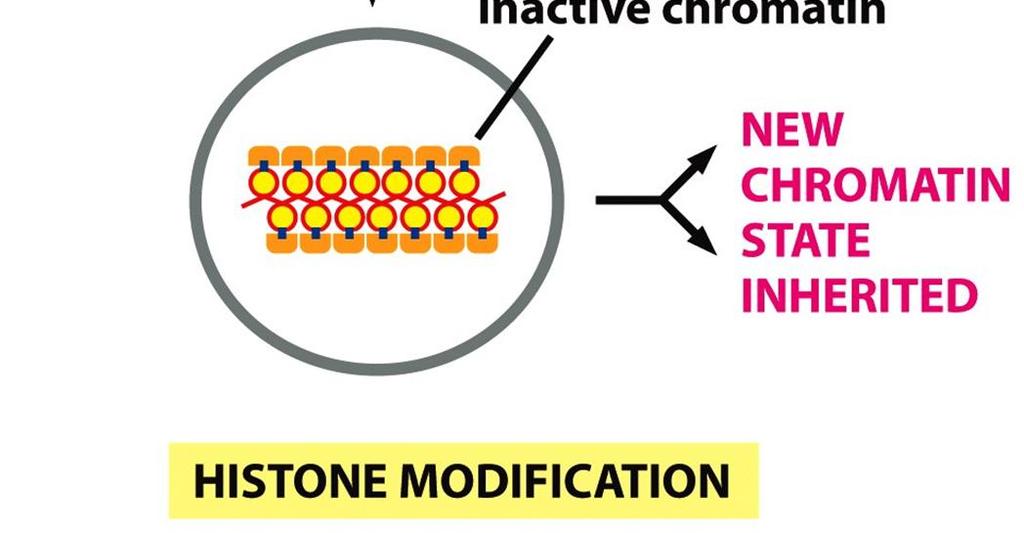 Histonien modifikaatiot säätelevät kromatiinirakennetta