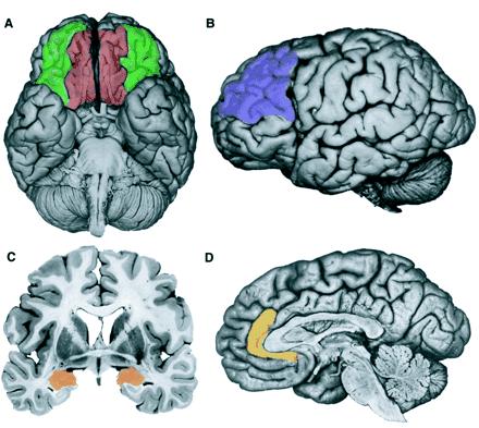 Otsalohkopiirit ja neuropsykiatria Orbitofrontaalinen Impulsiivisuus Arvostelukyky Aggressiivisuus Riskinotto Päätöksenteko Negatiivisten tunteiden inhibointi Empatia Sosiaaliset normit Depressio