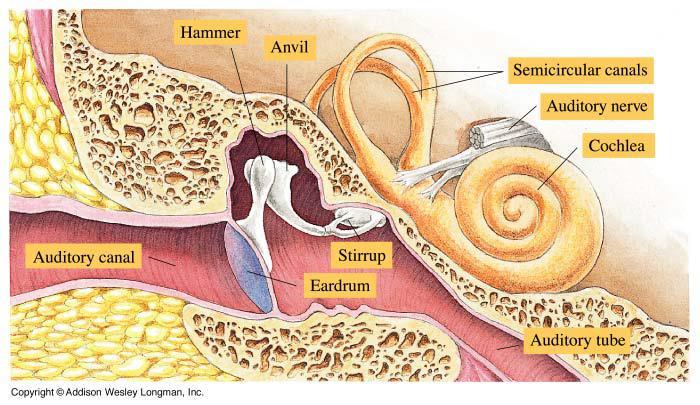 Esimerkki: Korvassa ääniaallot saattavat tärykalvon (eardrum) värähtelemään.