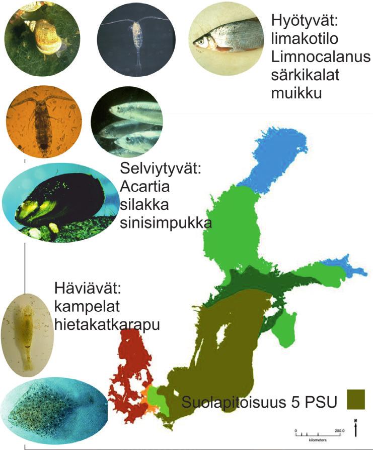 Kuva 2. Tulevassa Itämeressä suolapitoisuuden lasku aiheuttaa miltei kaikkien eliöiden levinneisyydessä muutoksia. Murtoveden lajimäärä on alhaisimmillaan suolapitoisuudessa, joka on 5 7 tuhannesosaa.