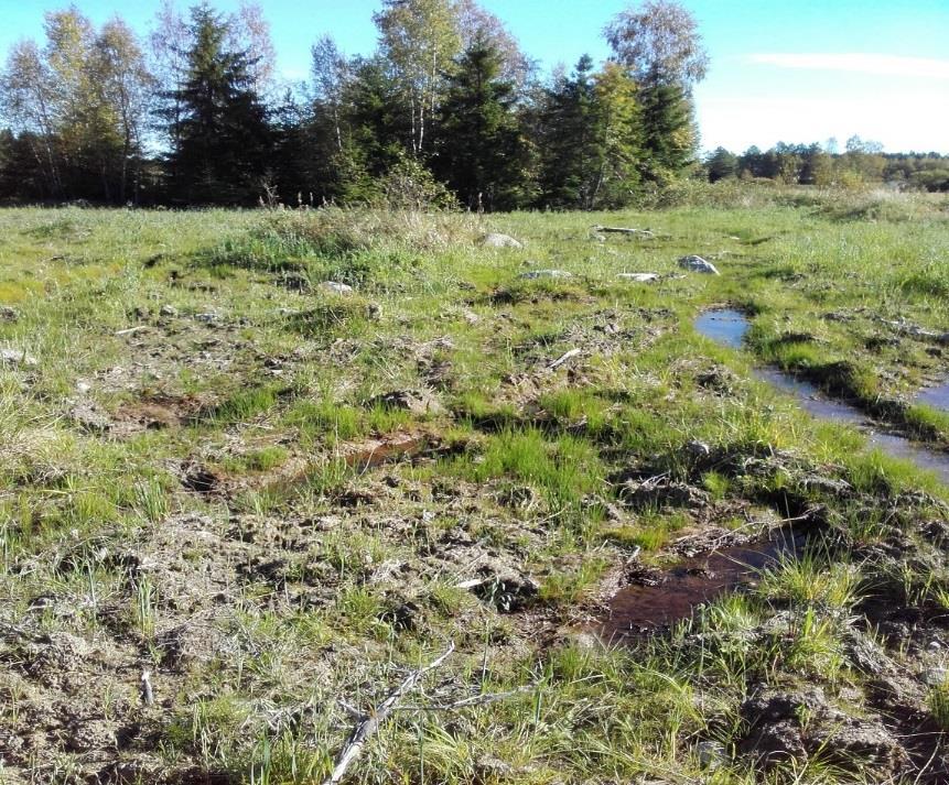 Rikkakasviongelmaa vehnälohkolla