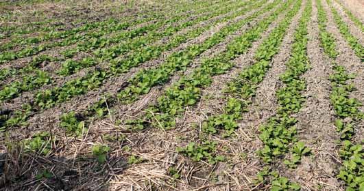 MultiOne 3,9 296,8 Väderstad 288,6 278, Seed Hawk kevät 24,7 261,7 Lemken 446,3 43,8 Sänki (lautasm.