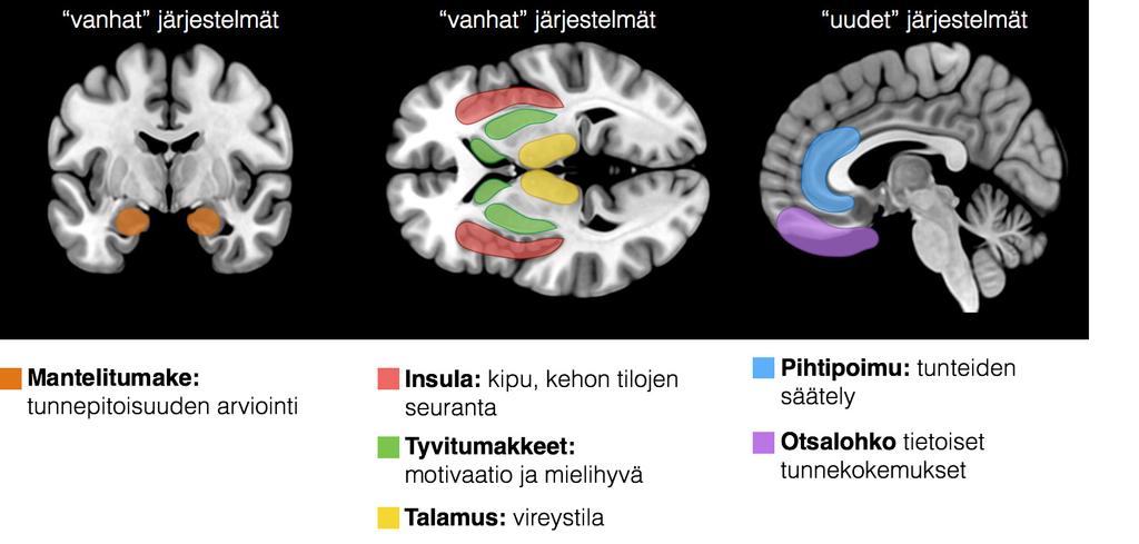 Kuva 2. Keskeiset tunteiden taustalla olevat aivojen alueet.