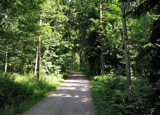 Näitä metsiköitä on Helsingissä paikoin runsaastikin. Monet niistä ovat vanhoja ja jo heikentyneitä. Niitä uudistettaessa pyritään sekametsärakenteeseen.