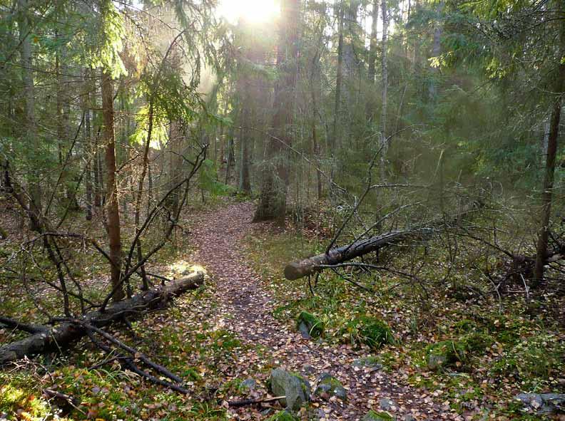 4 Luonnon monimuotoisuus metsissä Luonnon monimuotoisuuden turvaamiseksi käytetään luonnonhoidossa useita keinoja.