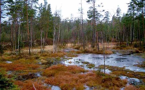 TOTEUTUS n Pihtoja, kurtturuusuja, tuomipihlajia ja terttuseljoja poistetaan pienpuuston hoidon yhteydessä.