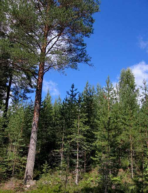 5.1 Uudistaminen Uudistamisen tavoite Hoidon piirissä olevien ulkoilu- ja virkistysalueiden ja suojavyöhykkeiden metsiä uudistetaan, kun ne vanhetessaan heikkenevät ja niiden ulkomuoto ränsistyy.