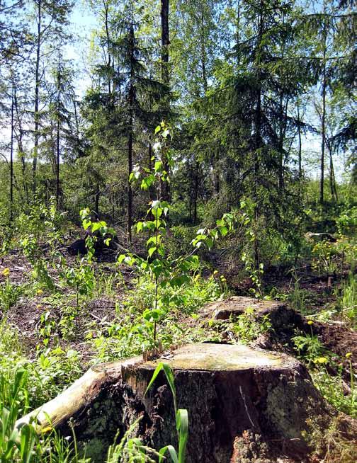 Luontainen uudistaminen Luontainen uudistaminen sopii hyvin ulkoilu- ja virkistysmetsiin ja sitä suositaan, mikäli sille on onnistumisedellytykset.