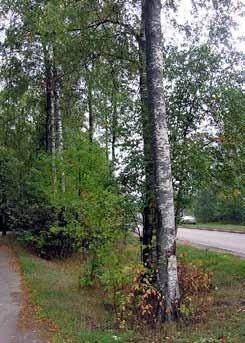 5.7 Yksittäisten puiden poistaminen 5.7.1 Vaarallisten puiden poisto Vaarallisiksi luokitellaan sellaiset kuolleet, heikentyneet ja vaurioituneet puut, jotka saattavat kaatuessaan tai katketessaan