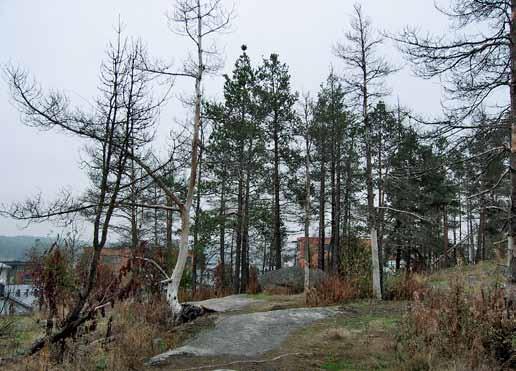 Eniten tietoja mahdollisista vaarallisista puista saadaan kuitenkin asukaspalautteena.