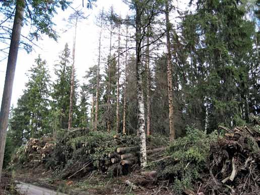 5.11 Hakkuutähteet ja energiapuun korjuu la, joissa on luonto-, maisema- tai kulttuuriarvoja, maastoon hakettamista on vältettävä. Tällaisia kohteita ovat mm.