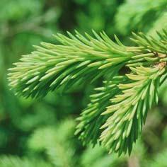 Kuusi Gran (ruots.) Norway spruce (engl.) Picea abies (lat.) Käytettävä kasvinosa Uudet vuosikasvaimet eli kuusenkerkät keväällä ja alkukesällä. Kuusenkerkkä = Granskott (ruots.