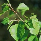 millefolium Rubus idaeus Aegopodium podagraria Vaihtoehtoja edellisille: