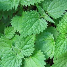 Nokkonen Nässla (ruots.) Nettle (engl.) Urtica dioica (lat.) Käytettävä kasvinosa Nuoret versot, lehdet, siemenet. Käyttömuoto Kuivattuna, tuoreena tai pakastettuna.