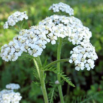 Siankärsämö Rölleka (ruots.) Yarrow (engl.) Achillea millefolium (lat.) Käytettävä kasvinosa Lehdet ja kukat. Voimakasarominen. Käyttömuoto Tuoreena, kuivattuna tai pakastettuna.