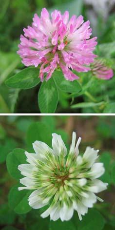 Puna-apila Rödklöver (ruots.) Red clover (engl.) Trifolium pratense (lat.) Valkoapila Vitklöver (ruots.) White clover (engl.) Trifolium repens (lat.