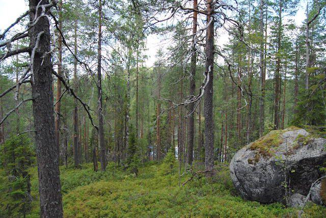 Kuvat Harri Hölttä