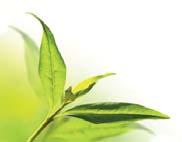 Kuusi eri vaikutusta. HOIKKA OLO Sisältää mm. Pu Erh -teetä (punainen tee), moringaa ja siankärsämöä. Pu Erh-teellä sanotaan olevan vihreää teetäkin voimakkaammat rasvanpoltto-ominaisuudet.