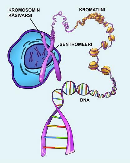 DNA:n rakenne DNA:ta yleensä verrataan tikapuihin, jotka ovat kiertyneet spiraalille.