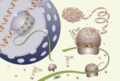 Proteiinisynteesin vaiheet 1. Dna-ketju aukeaa tarvittavan geenin kohdalta. Lähetti-rna kopioi tiedot. 2. Lähetti-rna siirtyy solulimaan ribosomeille. 3.