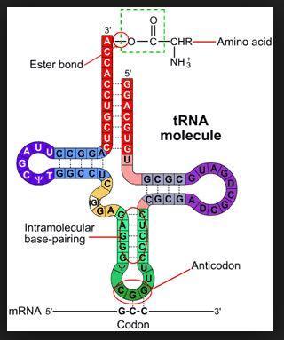 Lähetti RNA vie viestin solulimaan Lähetti-RNA siirtyy tumahuokosten kautta solulimaan. Ribosomeissa tapahtuu proteiinisynteesi RNA:ssa sijaitsevan ohjeen mukaan.