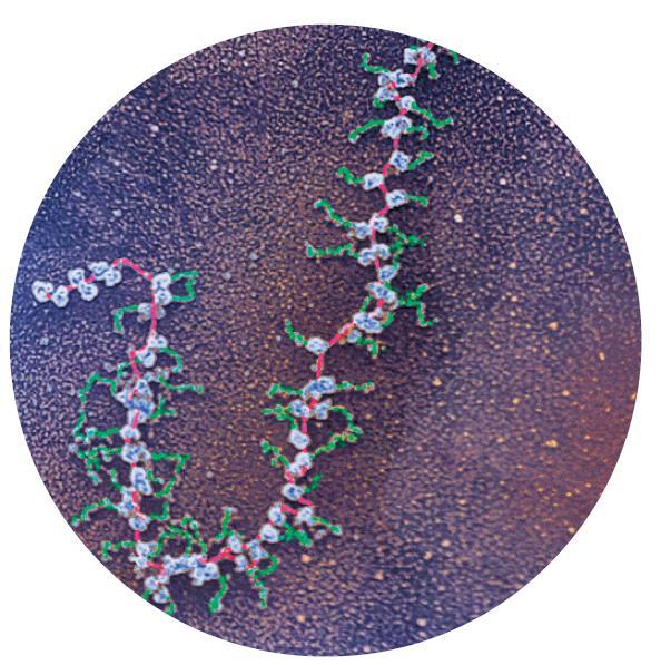 3. TEM-kuva proteiinisynteesistä Värjätty TEM-kuva esittää proteiinisynteesiä.