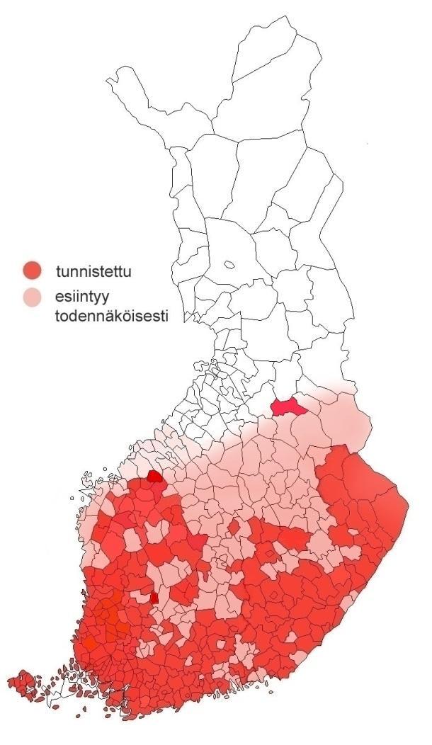 Kuusen- ja männynjuurikäävän