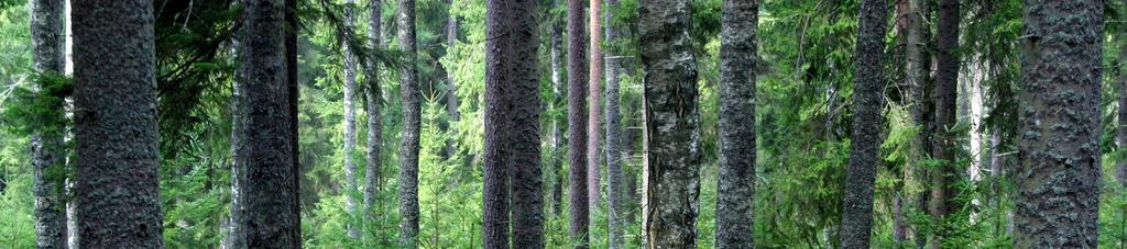 Juurikäävän huomioiminen metsänkäsittelyssä Eri-ikäisrakenteisen metsän kasvatus