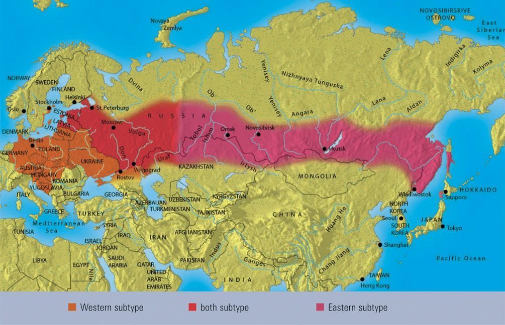 Puutiaisaivotulehdus TBE Vakava sairaus, joka leviää ihmisiin puutiaisen eli punkin välityksellä. TBE:hen ei ole hoitoa.