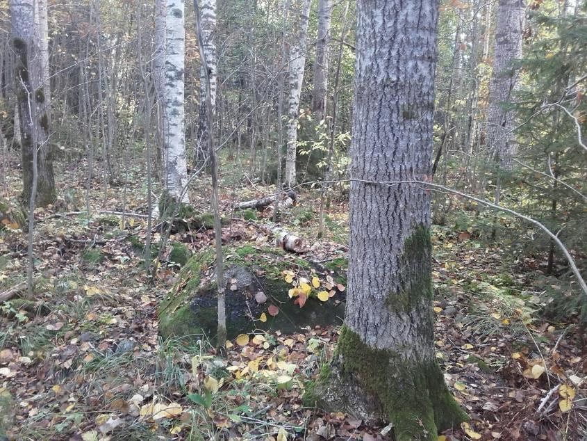 Luontoarvotiedon keruu kaupungin metsistä Kaavoituksen pohjaksi tehdyt luontoselvitykset Jyväskylän arvokkaat luontokohteet (Sihvonen 2007 & 2009)