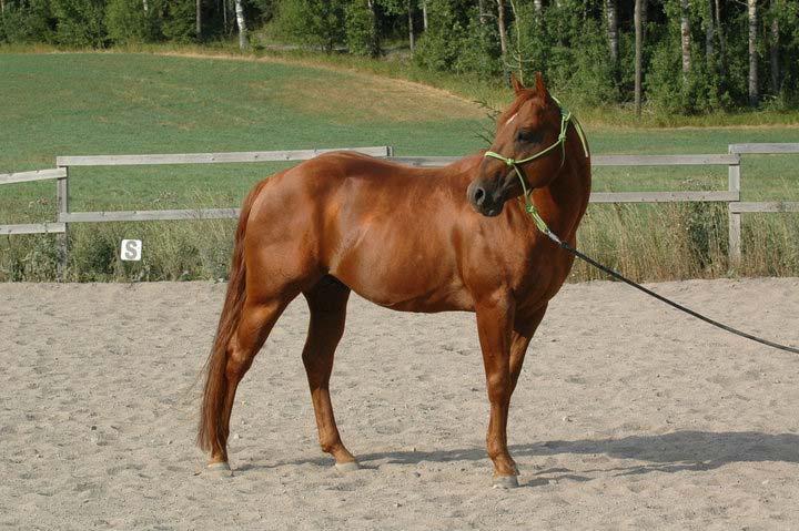 11 siltä löytyy nopeutta, kestävyyttä, voimaa ja miellyttämisenhalua. (Quarter Horse or Quarter Horse? 2011.