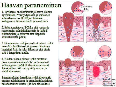 Epiteelien jatkuva uusiutuminen Epiteelien (ja muidenkin kudosten) uusiutumisessa on tärkeää kantasolun käsite.