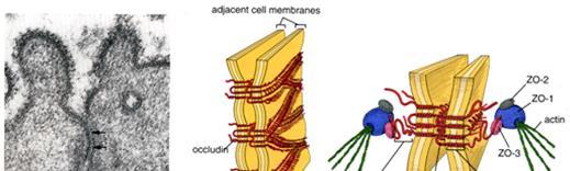 Epiteelien tyypillisiä ominaisuuksia: 1. Epiteelit koostuvat soluista, jotka sijaitsevat vieri-vieressä. Soluväliainetta ei juuri ole.