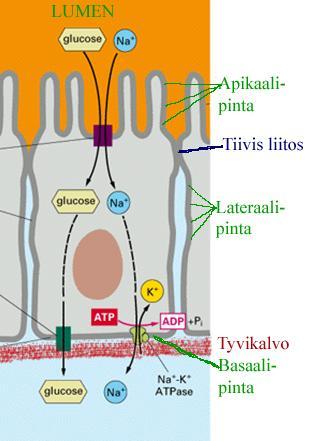 Epiteelisolut kiinnittyvät toisiinsa spesifisin liitoksin ja voivat niiden täydentäminä muodostaa yhtenäisiä valikoivana kulkuesteenä toimivia seinämiä. Yksinkertaista lieriöepiteeliä (esim.