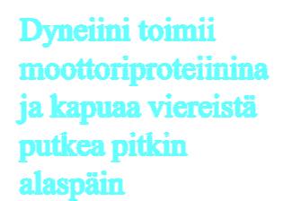 Mikrotubuluksilla on 9+2 järjestys eli 9 kaksoistubulusta kehässä ja keskellä kaksi erillistä.