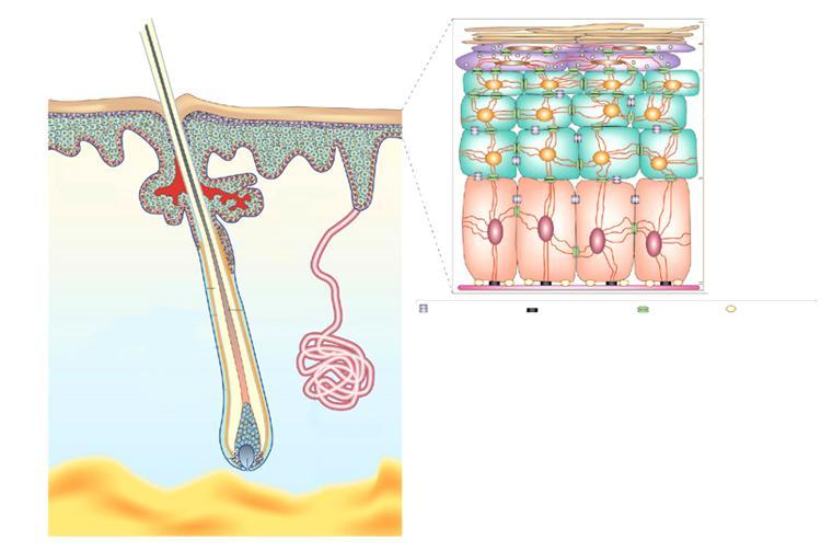 Iho (integumentary system) ja sen tehtävät Yleistä.