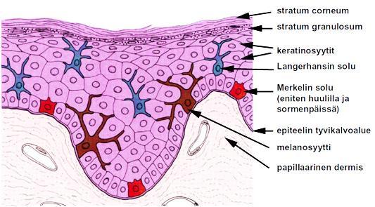 Epidermiksen muut solut Melanosyyttien soluruumiit sijaitsevat tyvisolukerroksessa. Valomikroskooppivalmisteessa ne erottuvat keratinosyyteistä kirkassytoplasmisina (clear) soluina.