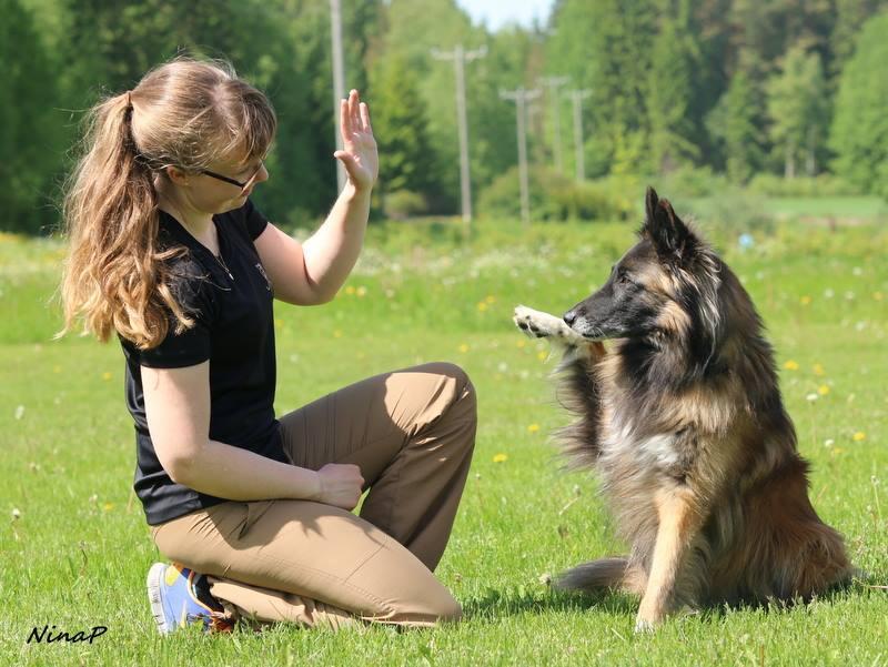Kaverit ovat auttaneet, kun olen alusta kouluttanut oikeasti koiraani kokeita varten ja olleet myös rinnalla iloitsemassa työn tuloksista.