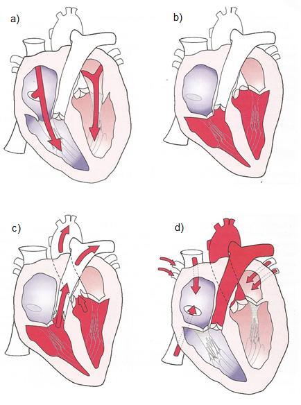 4 Kuva 2. Sydämen toimintakierto [7, s.113] Jokaisen systolen aikana sydänlihas pumppaa sekä aorttaan että keuhkovaltimorunkoon noin 70 millilitraa verta.