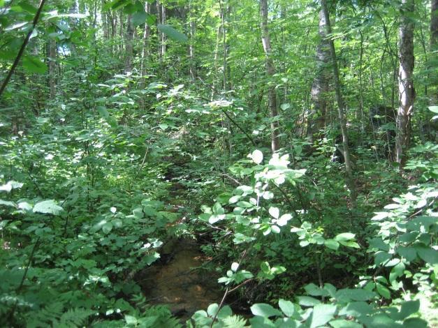 Metsäkeskus ei ole rajannut alueelta metsälakikohteita eikä muita arvokkaita elinympäristöjä. Alue voisi soveltua liito-oravien elinympäristöksi tai liikkumisyhteydeksi Kuva 8.