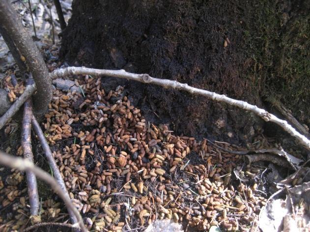 Metsäkeskus ei ole rajannut alueelta metsälakikohteita eikä muita arvokkaita